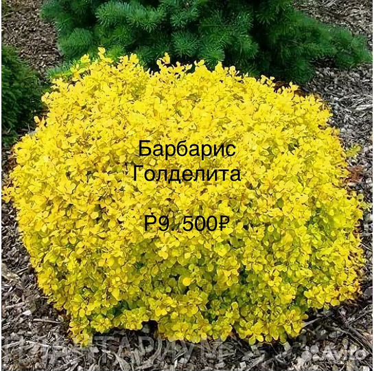 Барбарис Голден Ринг и другие