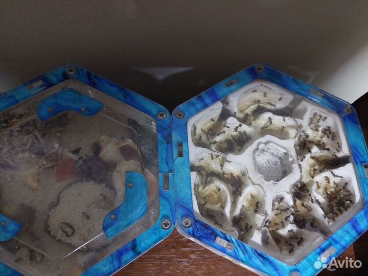 Формикарий с муравьями