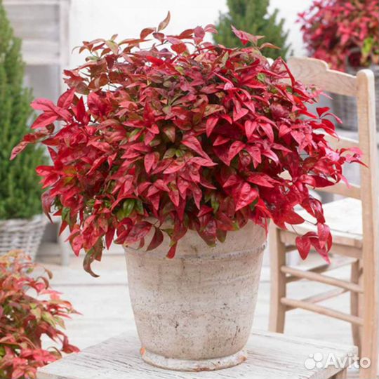 Нандина домашняя - семена