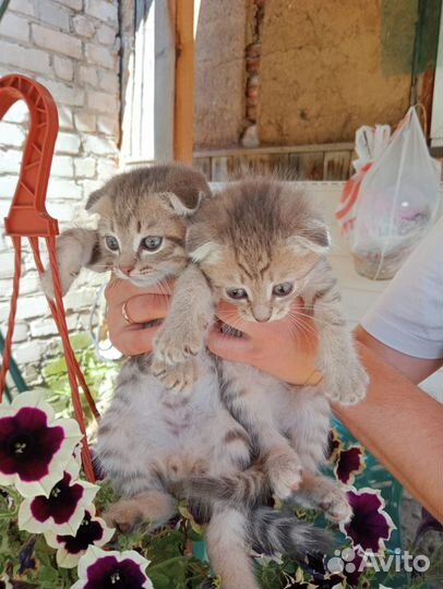 Шотландские вислоухие котята