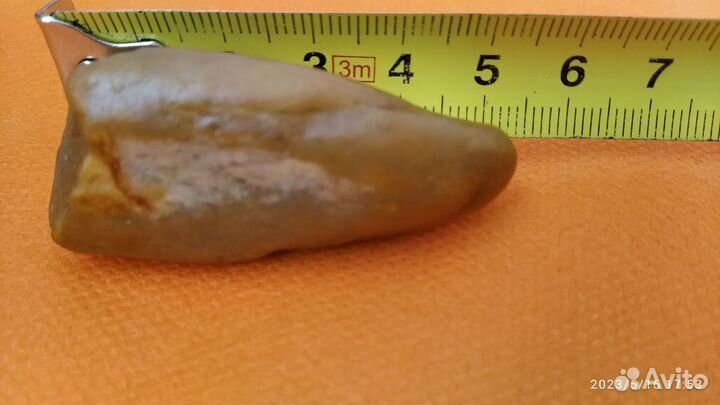 Зуб динозавра Carcharodontosaurus. Архозавра и др