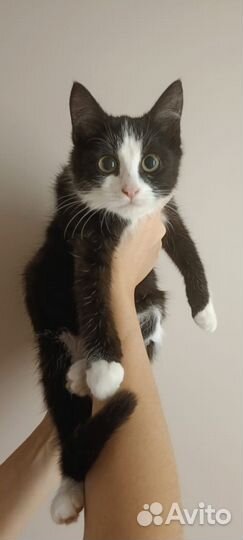 Котик