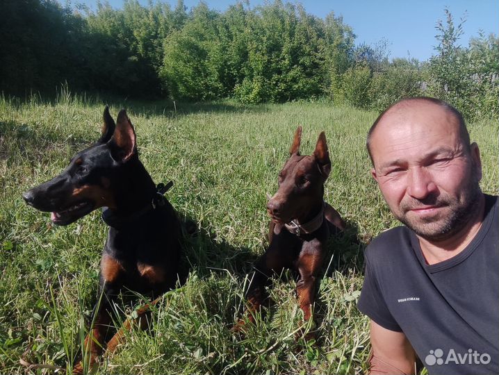 Дрессировка собак. Кинолог. Передержка