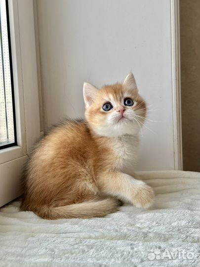 Британский котик золотая шиншилла шоу тип ny12