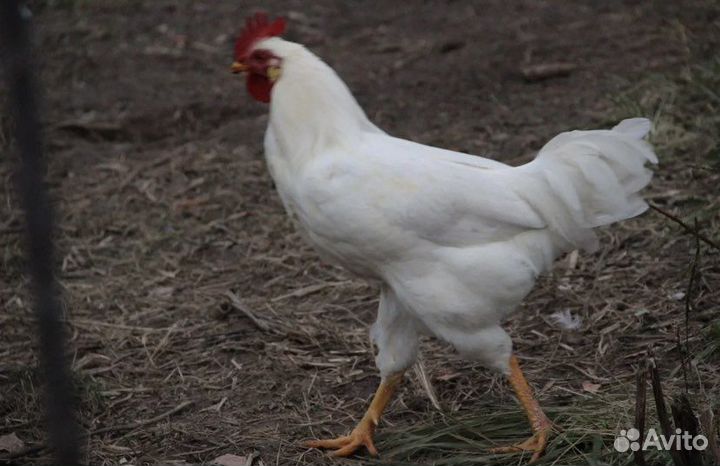 Белые Петухи