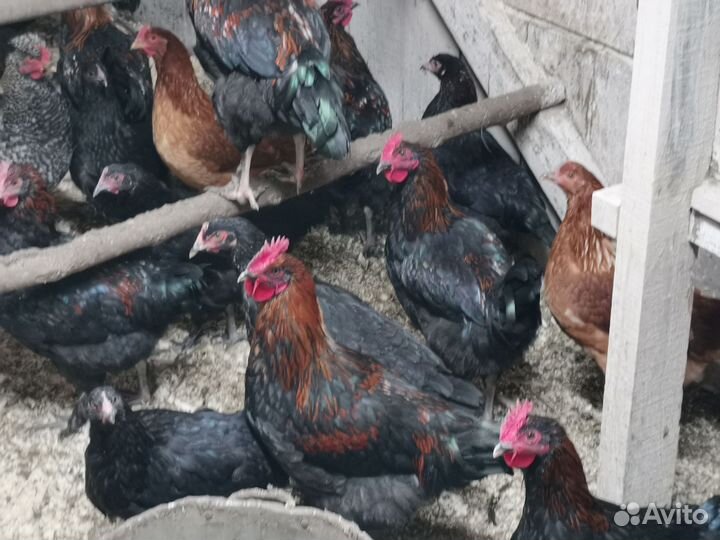 Петух маран черно медный