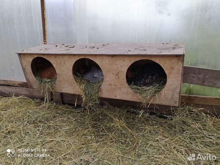 Яйца домашние бесплатная доставка