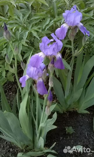 Ирисы