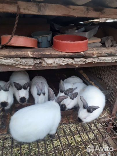 Калифорнийские кролики