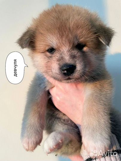Подари на 8 марта щенка Акита Ину