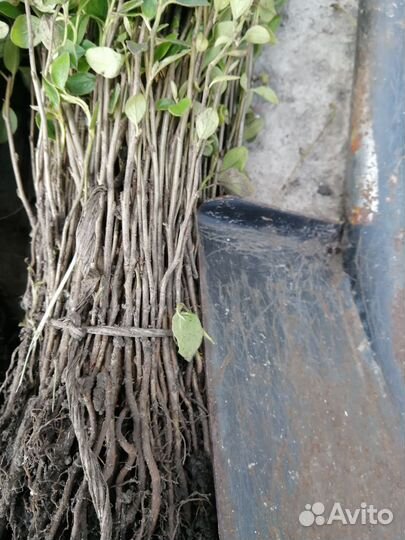 Сеянцы кизильника