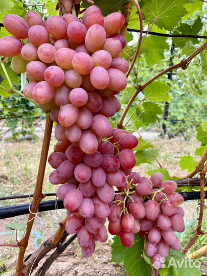 Саженцы и черенки винограда