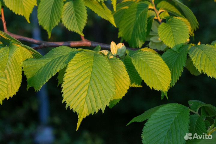 Ильм 3-4м для озеленения