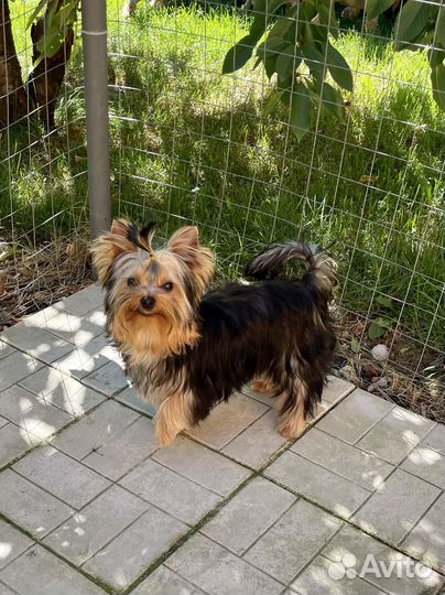 Ласковый мальчик йорик