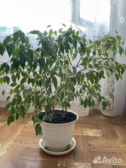 Фикус Бенджамина