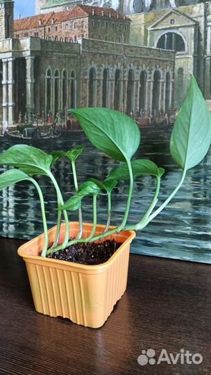 Эпипремнум. Сциндапсус. Филодендрон