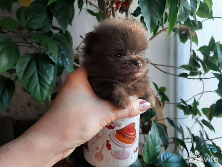 Шпиц микро мишка шоколад