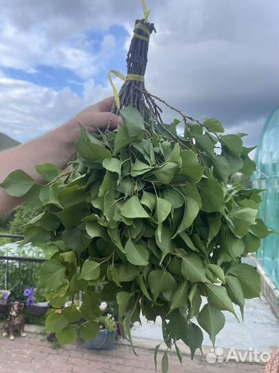 Абрикосовые веники