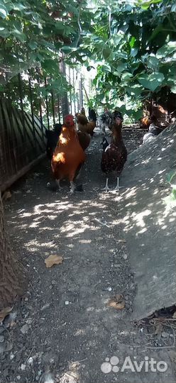 Карликовые петушки