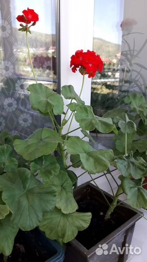 Герани (пеларгонии)