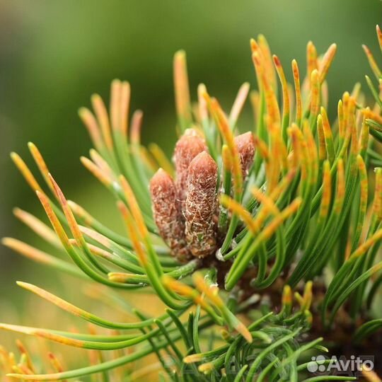 Сосна горная Оранж Сан