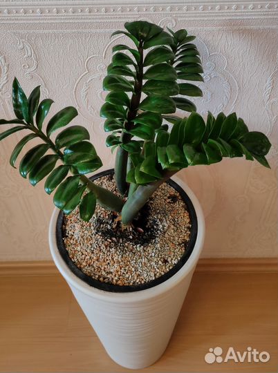 Замиокулькас Зензи