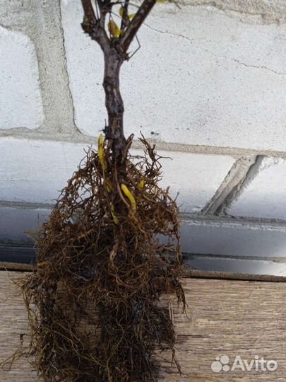 Барбарис съедобный