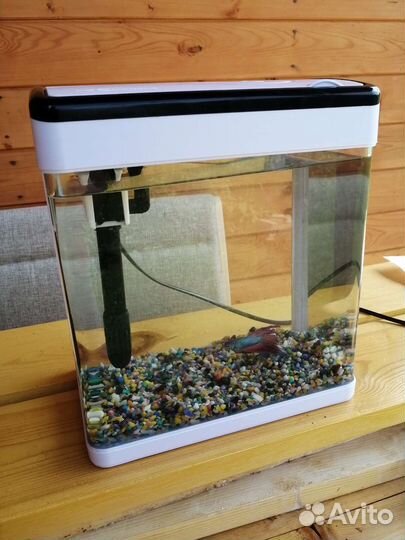 Аквариум с рыбкой петушок