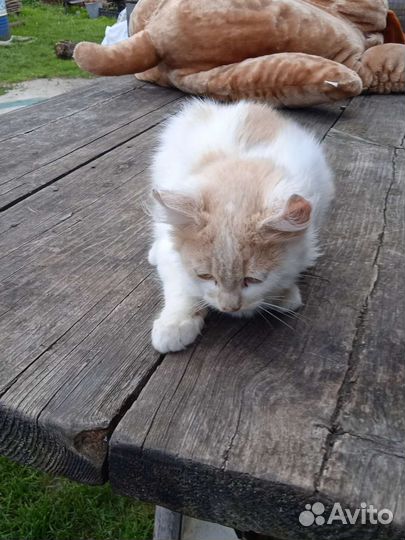 Кошка и коты