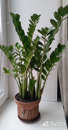 Замиокулькас