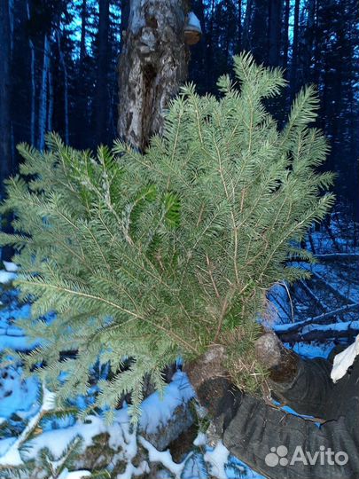 Веники для бани пихта