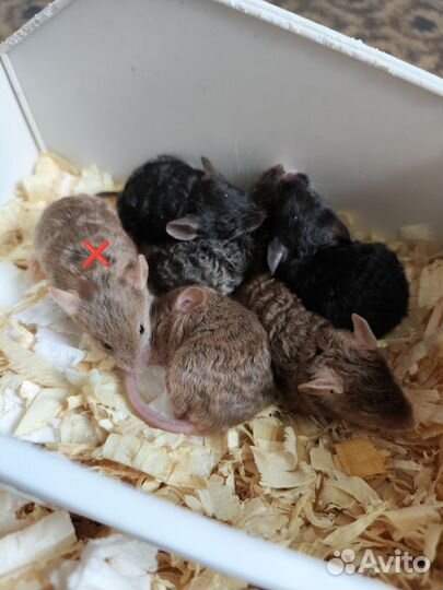 Королевские сатины