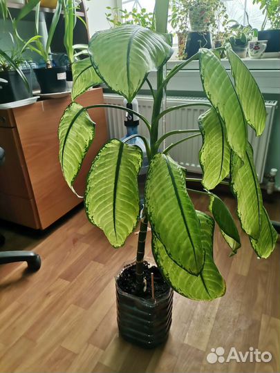 Диффенбахия сортовая