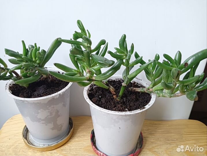 Крассула хоббит