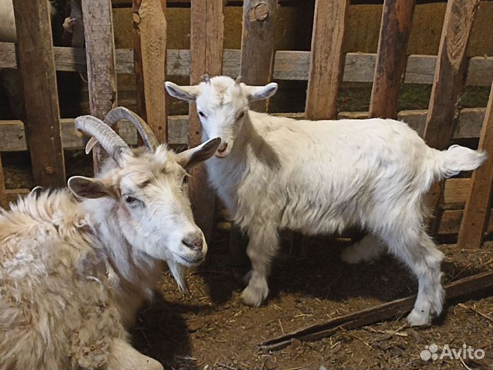 Козлята от русских и зааненских коз