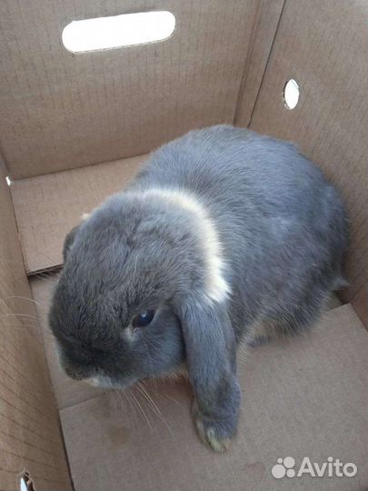Декоративный кролик отдам в добрые руки