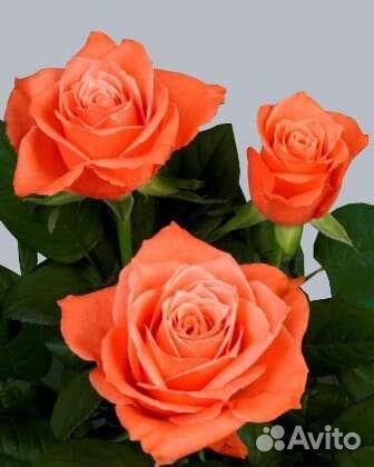 Букет из роз, цена реальная