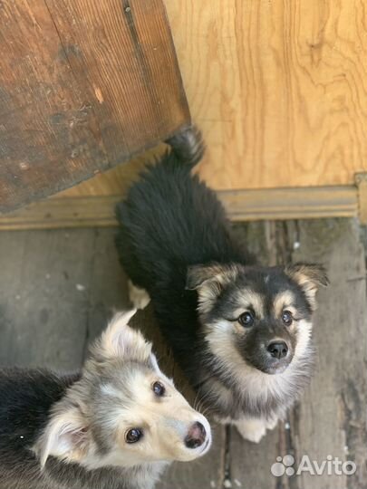 Щенки бесплатно