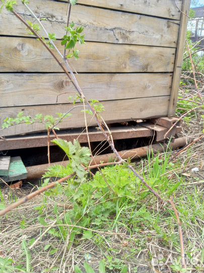 Отводки крыжовника и кемберлен