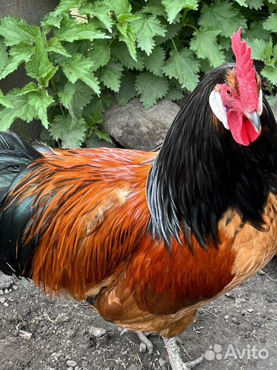 Куры петухи