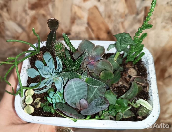 Суккуленты набор