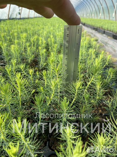 Сеянцы саженцы Ель Сосна