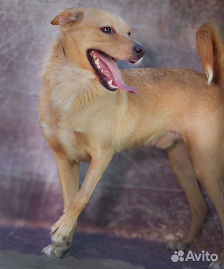 Дюшес собака мальчик в добрые руки