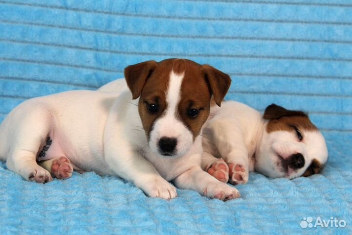 Щенки джек рассел терьер