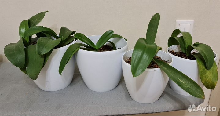 Орхидея сюрприз