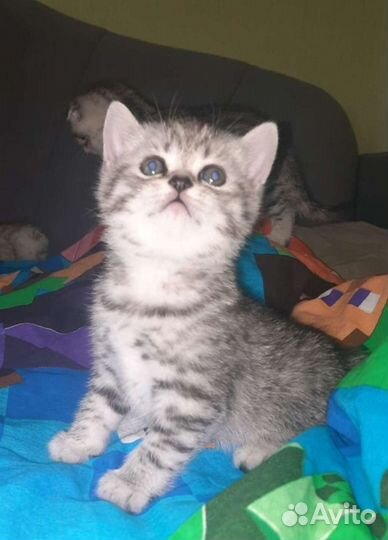 Шотландский котенок-котик