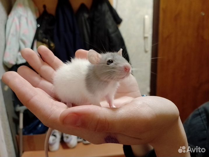 Крыса декоративная