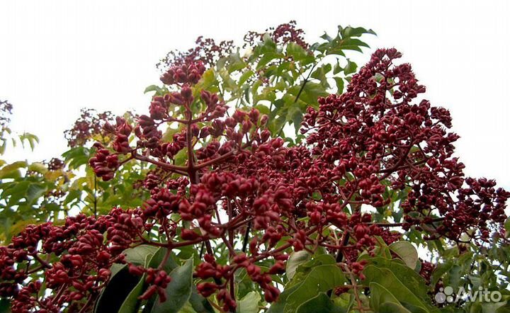 Медовое дерево