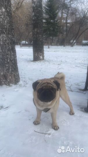 Мопс вязка мальчик