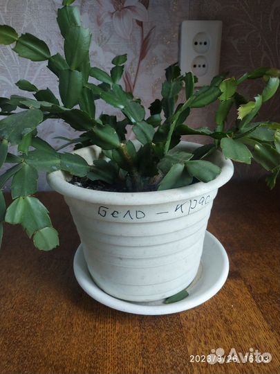 Цветок декабрист